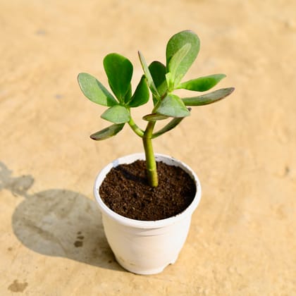 Buy Crassula Ovata Succulent in 4 Inch White Nursery Pot Online | Urvann.com