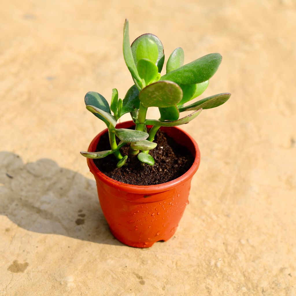 Crassula Ovata Succulent in 4 Inch Red Nursery Pot