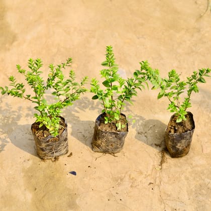 Buy Set of 3 - Cuphea White in 4 Inch Nursery Bag Online | Urvann.com