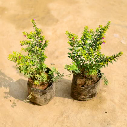Buy Set of 2 - Cuphea (any colour) in 6 Inch Nursery Bag Online | Urvann.com