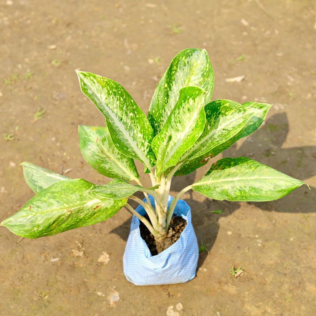 Buy Aglaonema Variegated in 6 Inch Nursery Bag Online | Urvann.com Aglaonema Variegated in 6 Inch Nursery Bag