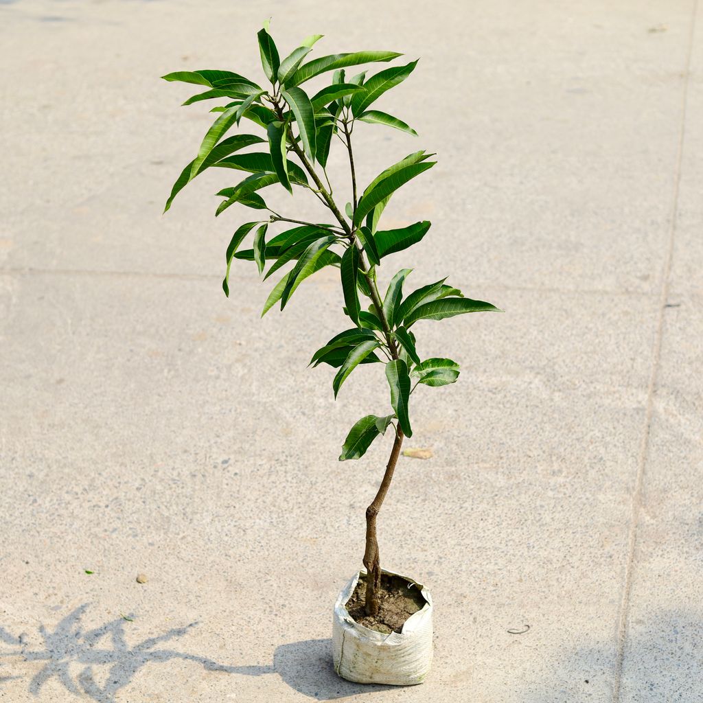 Mango / Aam Grafted in 5 Inch Nursery Bag