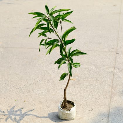 Buy Mango / Aam Grafted in 5 Inch Nursery Bag Online | Urvann.com