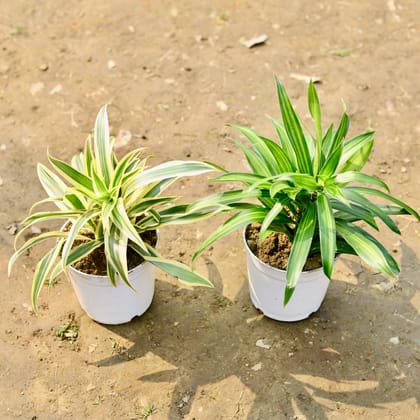 Buy Set of 2 - Dracaena Messenger / Song of India Green & Song of India in 4 Inch White Nursery Pot Online | Urvann.com