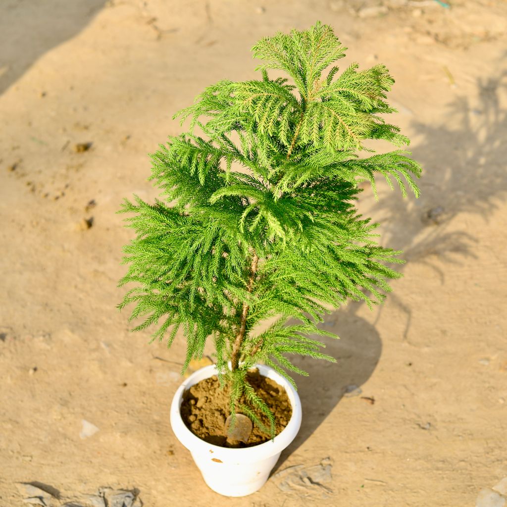 Araucaria / Christmas Tree (~ 2 Ft) in 8 Inch Classy White Plastic Pot