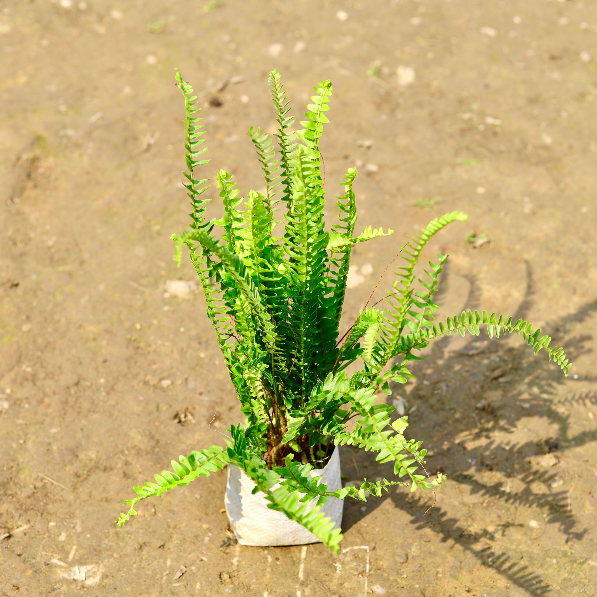Fern Green in 4 Inch Nursery Bag
