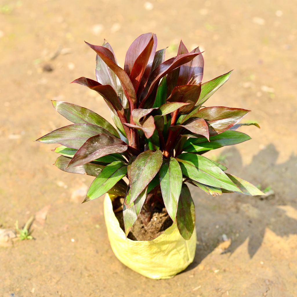 Dracaena Compacta Red in 4 Inch Nursery Bag