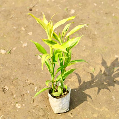 Buy Golden Lucky Bamboo in 4 Inch Nursery Bag Online | Urvann.com