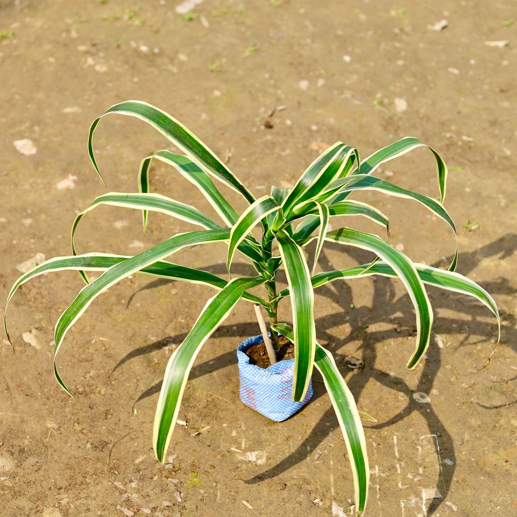 Dracaena Jamaica in 4 Inch Nursery Bag