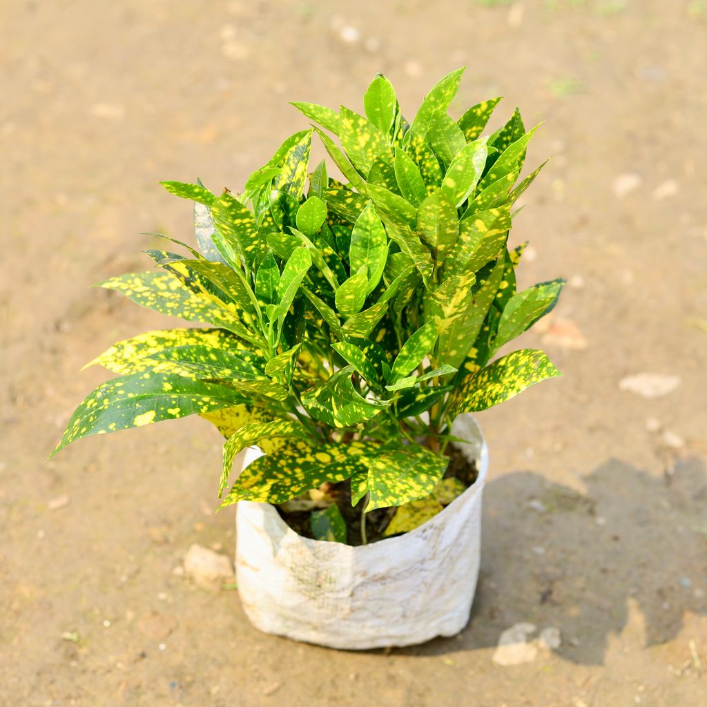 Buy Baby Croton Gold Star in 6 Inch Nursery Bag Online | Urvann.com Baby Croton Gold Star in 6 Inch Nursery Bag