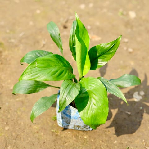 Peace Lily in 4 Inch Nursery Bag