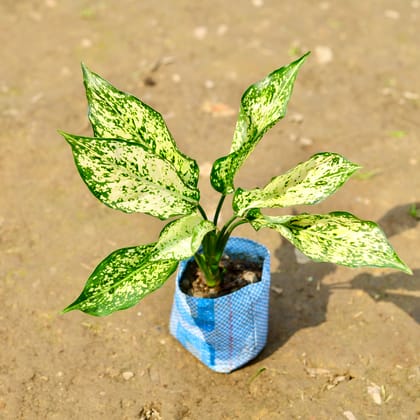 Buy Aglaonema Snow White in 4 Inch Nursery Bag Online | Urvann.com