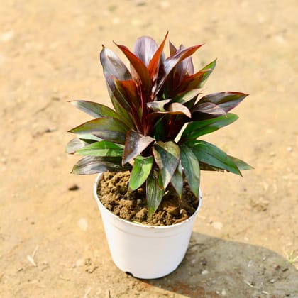 Buy Dracaena Compacta Red in 4 Inch White Nursery Pot Online | Urvann.com