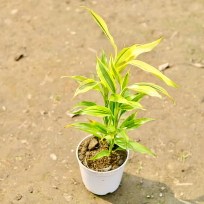 Buy Golden Lucky Bamboo in 4 Inch White Nursery Pot Online | Urvann.com