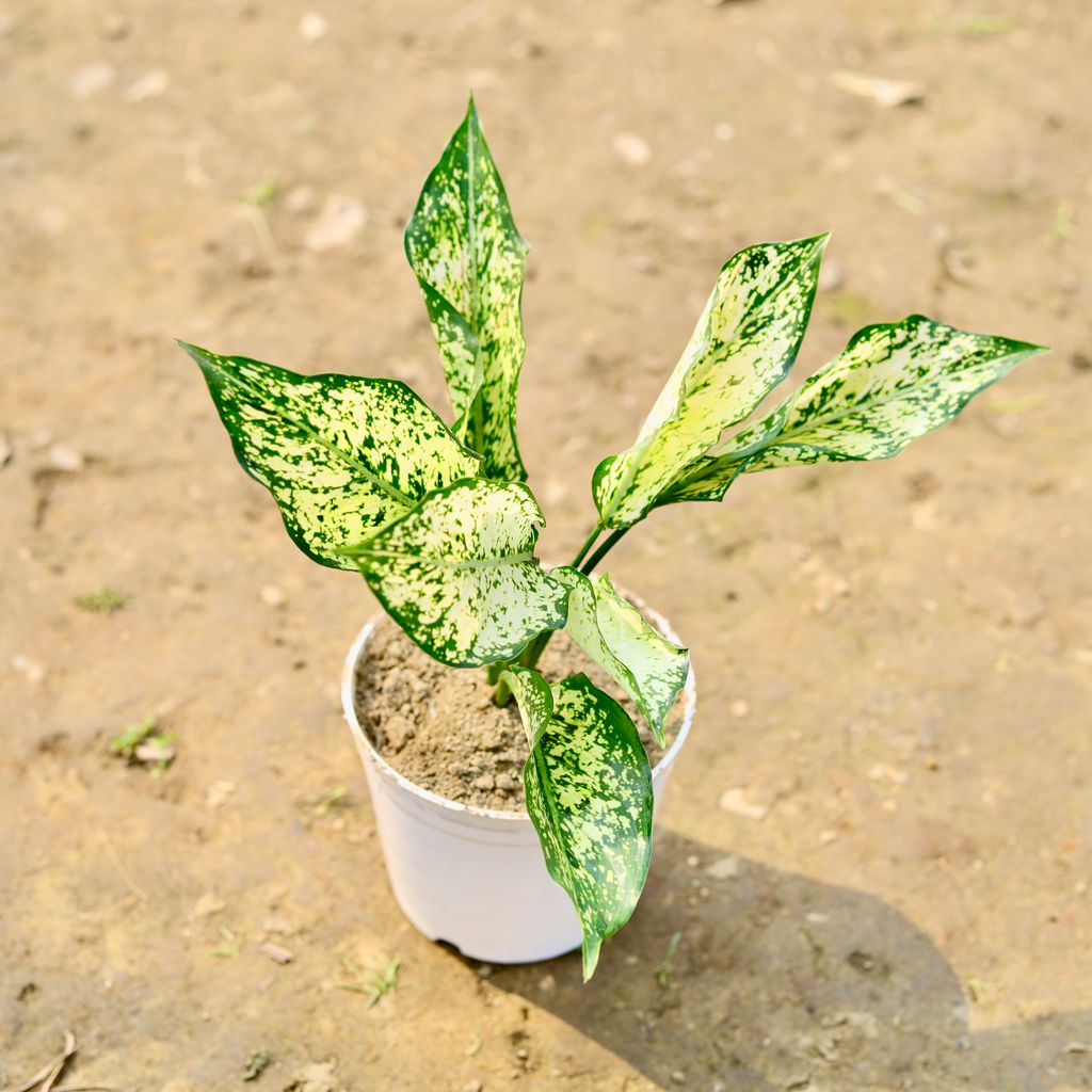 Buy Aglaonema Snow White in 4 Inch White Nursery Pot Online | Urvann.com Aglaonema Snow White in 4 Inch White Nursery Pot