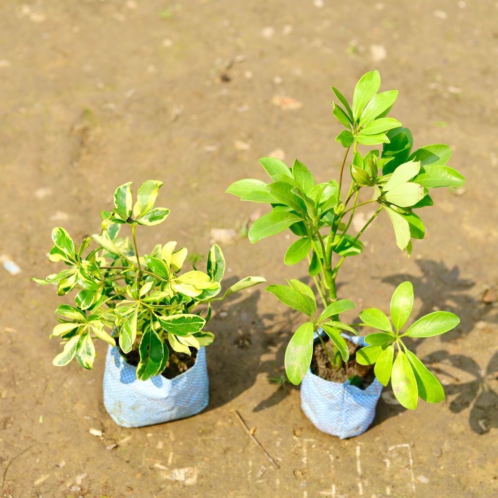 Buy Set of 2 - Schefflera Green & Variegated in 4 Inch Nursery Bag Online | Urvann.com Set of 2 - Schefflera Green & Variegated in 4 Inch Nursery Bag