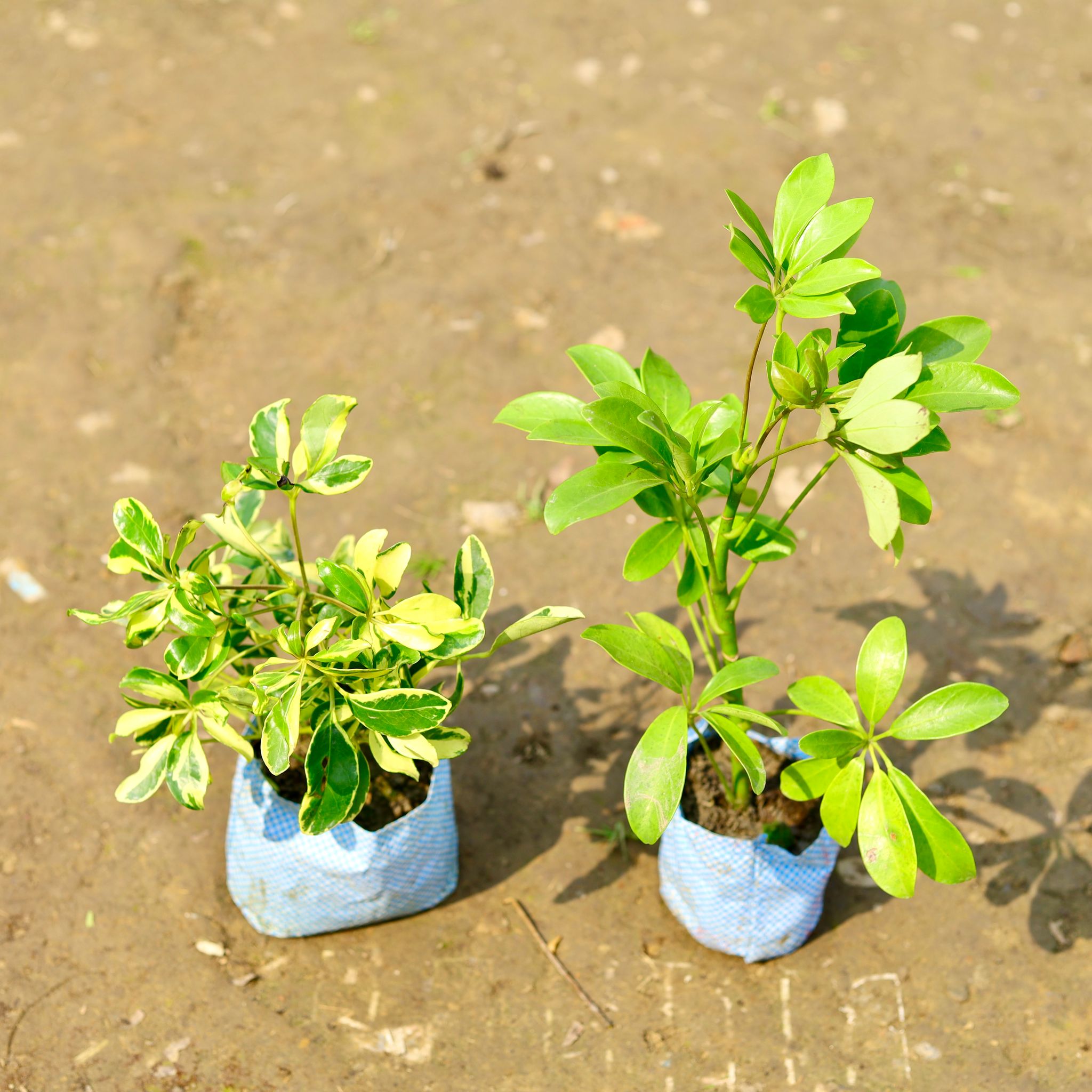 Set of 2 - Schefflera Green & Variegated in 4 Inch Nursery Bag