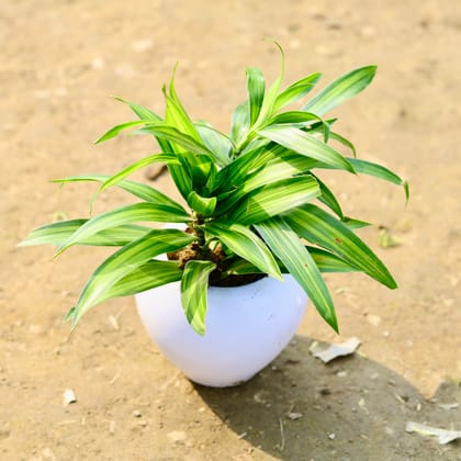 Buy Dracaena Messenger / Song of India Green in 5 Inch Classy White Apple Plastic Pot Online | Urvann.com