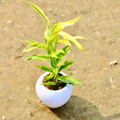 Buy Golden Lucky Bamboo in 5 Inch Classy White Apple Plastic Pot Online | Urvann.com