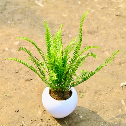 Buy Fern Green in 5 Inch Classy White Apple Plastic Pot Online | Urvann.com