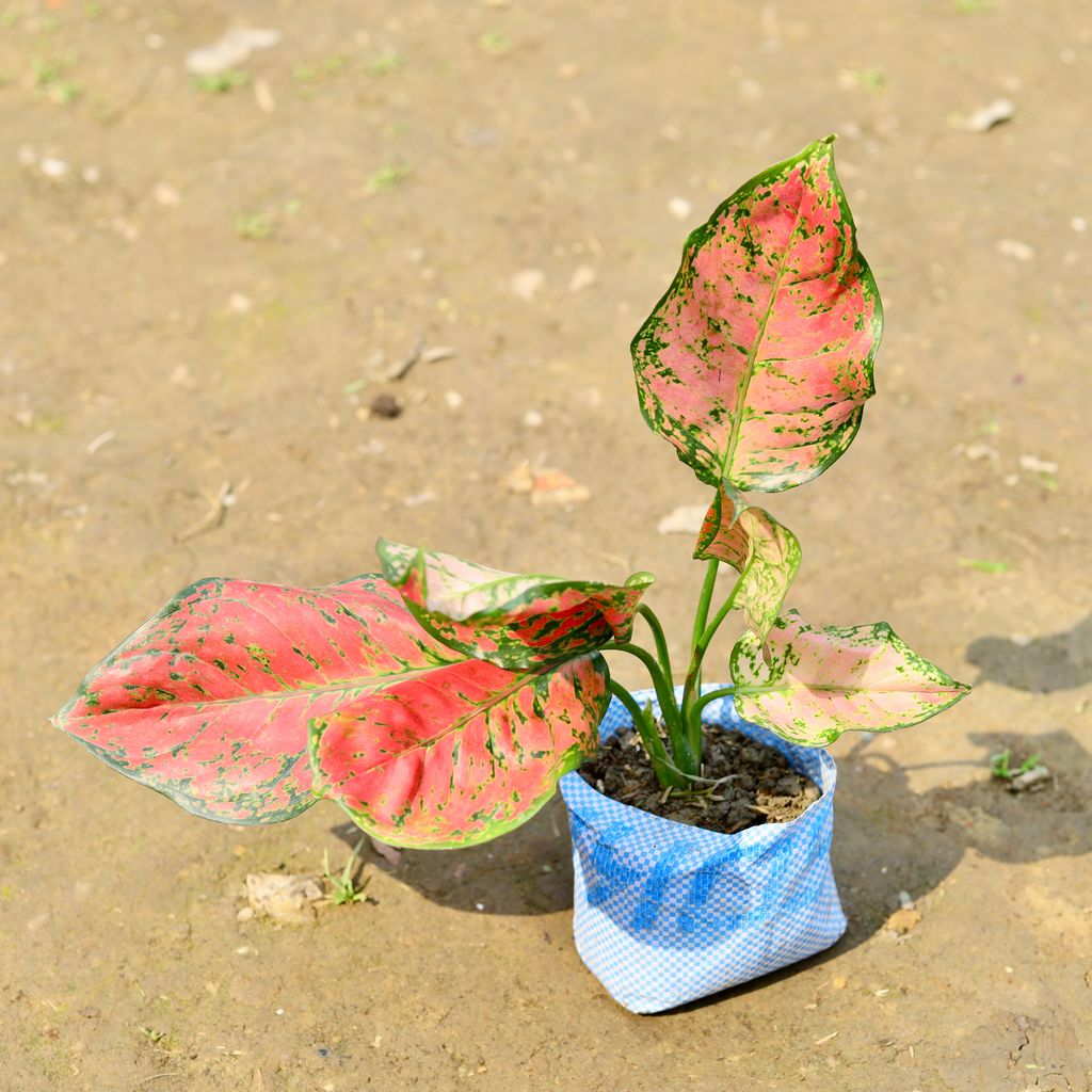 Aglaonema Pink Dalmatian in 4 Inch Nursery Bag