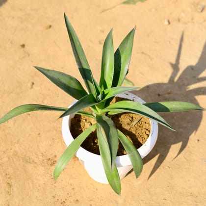 Buy Kamal Cactus Green in 8 Inch Classy White Plastic Pot Online | Urvann.com