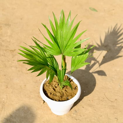 Buy China / Fan Palm in 8 Inch Classy White Plastic Pot Online | Urvann.com