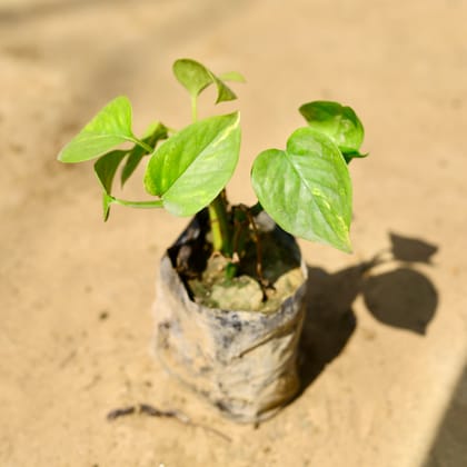 Buy Money Plant Green in 4 Inch Nursery Bag Online | Urvann.com