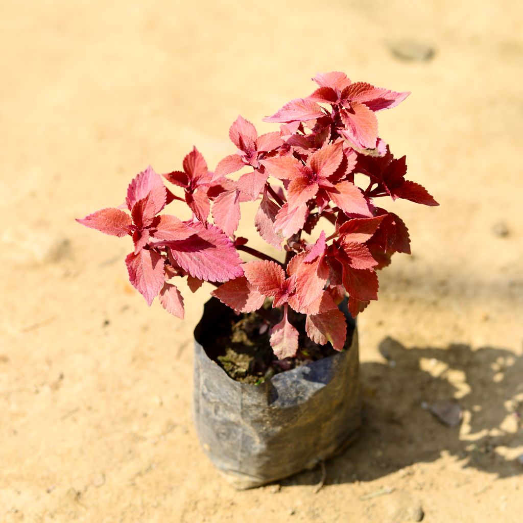 Coleus Red (any design) in 4 Inch Nursery Bag