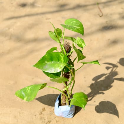 Buy Money Plant Desi with Moss Stick in 4 Inch Nursery Bag Online | Urvann.com