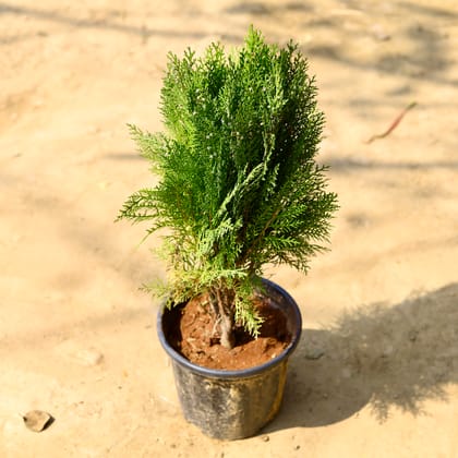 Buy Mor Pankhi in 6 Inch Nursery Pot Online | Urvann.com