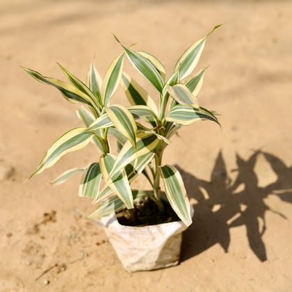 Buy Lucky Bamboo Variegated in 4 Inch Nursery Bag Online | Urvann.com