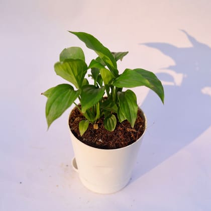 Buy Peace Lily  in 4 Inch White Florence Self Watering Pot Online | Urvann.com