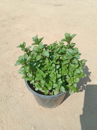Pudina / Mint in 6 Inch Nursery Pot
