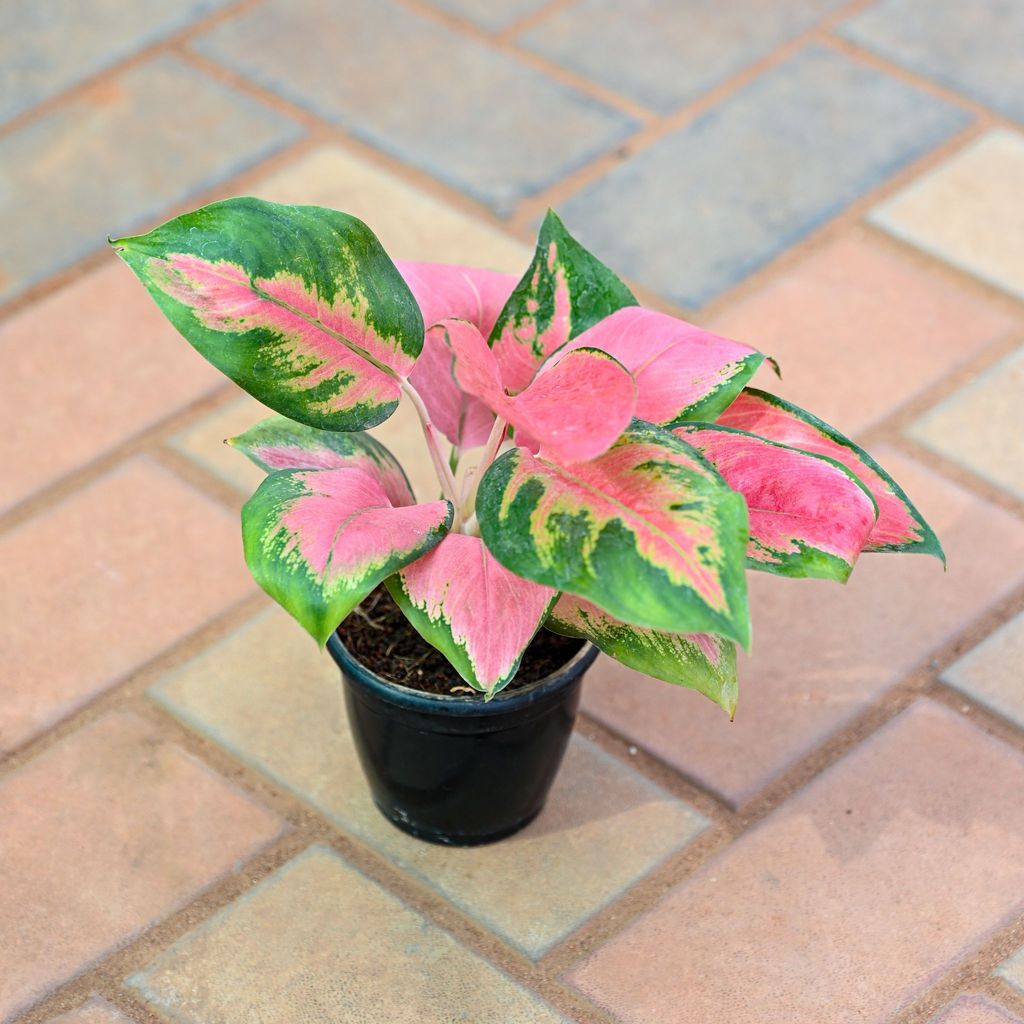 Aglaonema Red Vareigated in 4 Inch Nursery Pot