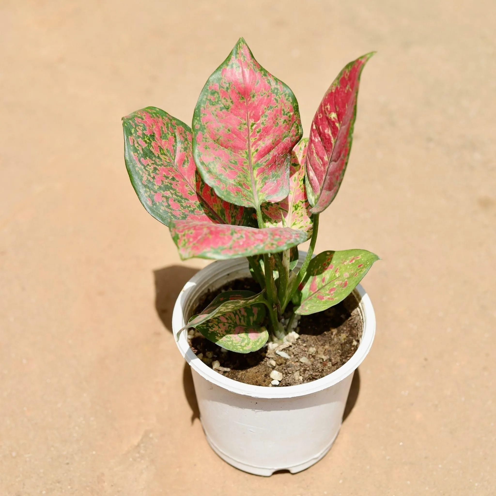 Aglaonema Pink Dalmatian in 5 Inch Nursery Pot