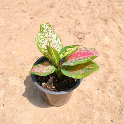 Buy Aglaonema Pink Dalmatian in 4 Inch Nursery Pot Online | Urvann.com