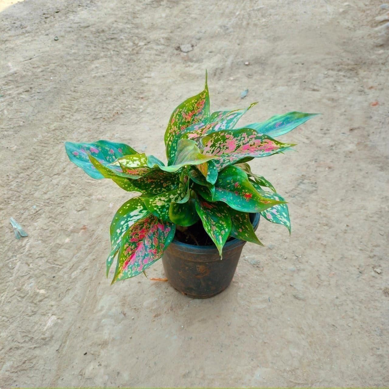 Aglaonema Pink Dalmatian in 5 Inch Nursery Pot