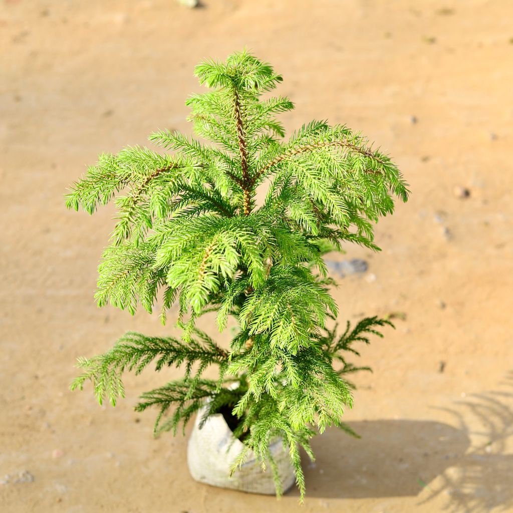 Araucaria / Christmas Tree in 4 Inch Nursery Bag