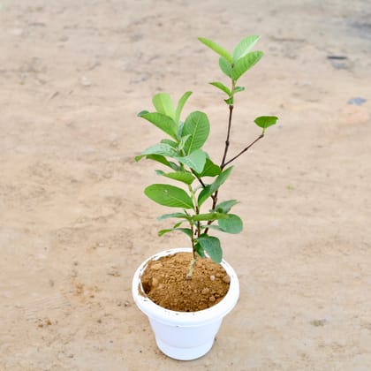 Buy Guava in 8 Inch Classy White Plastic Pot Online | Urvann.com