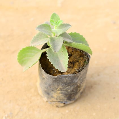 Buy Ajwain Plant in 4 Inch Nursery Bag Online | Urvann.com