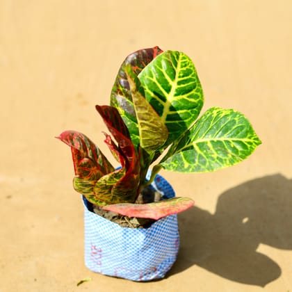 Buy Croton Petra in 4 Inch Nursery Bag Online | Urvann.com