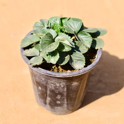 Buy Strawberry Plant in 6 Inch Nursery Pot Online | Urvann.com