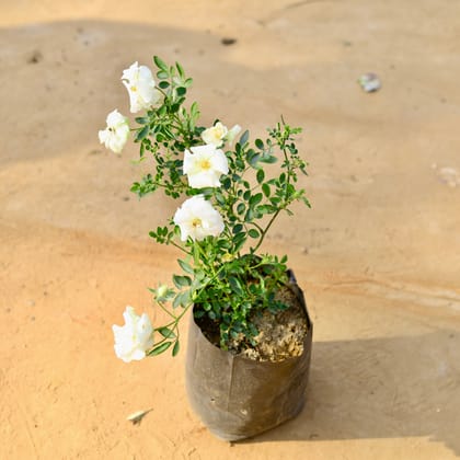 Buy Rose / Gulab White in 6 Inch Nursery Bag Online | Urvann.com