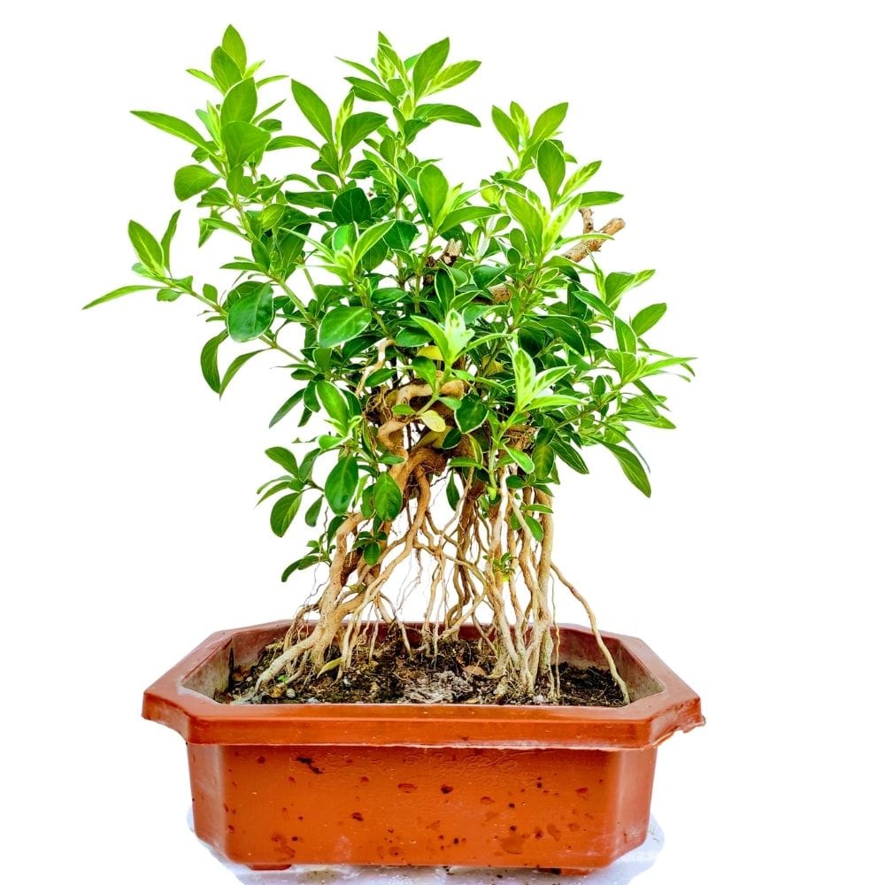 Serissa Bonsai in 8 X 5 Inch Plastic Bonsai Tray