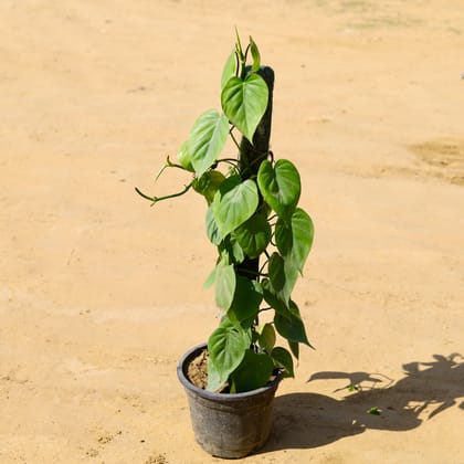 Buy Oxycardium Green with 3 Ft Moss Stick in 10 Inch Nursery Pot Online | Urvann.com