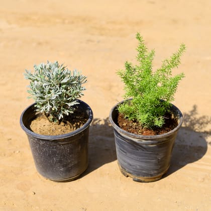 Buy Set of 2 - Lavender & Asparamary Grass in 6 Inch Nursery Pot Online | Urvann.com