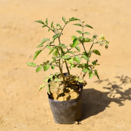 Buy Tomato Plant in 4 Inch Nursery Bag Online | Urvann.com