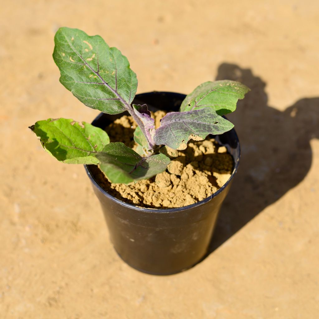 Brinjal / Baigan Plant in 6 Inch Nursery Pot