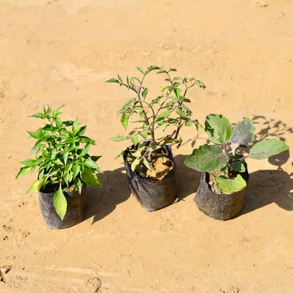 Buy Set of 3 - Brinjal , Tomato & Chilli Green in 4 Inch Nursery Bag Online | Urvann.com